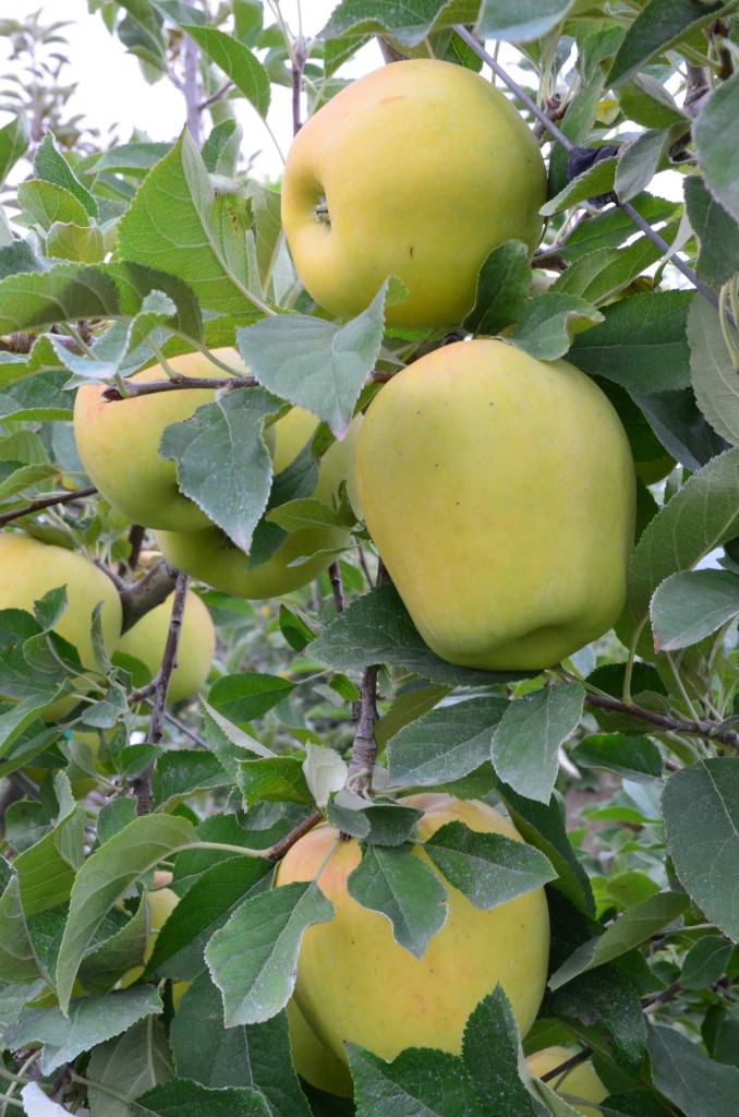 https://www.katiescucina.com/wp-content/uploads/2014/01/Broetje-Orchards-Opal-Apple-678x1024.jpg